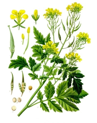 Sinapis_alba_-_Köhler–s_Medizinal-Pflanzen-265.jpg